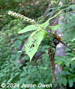 fruit
